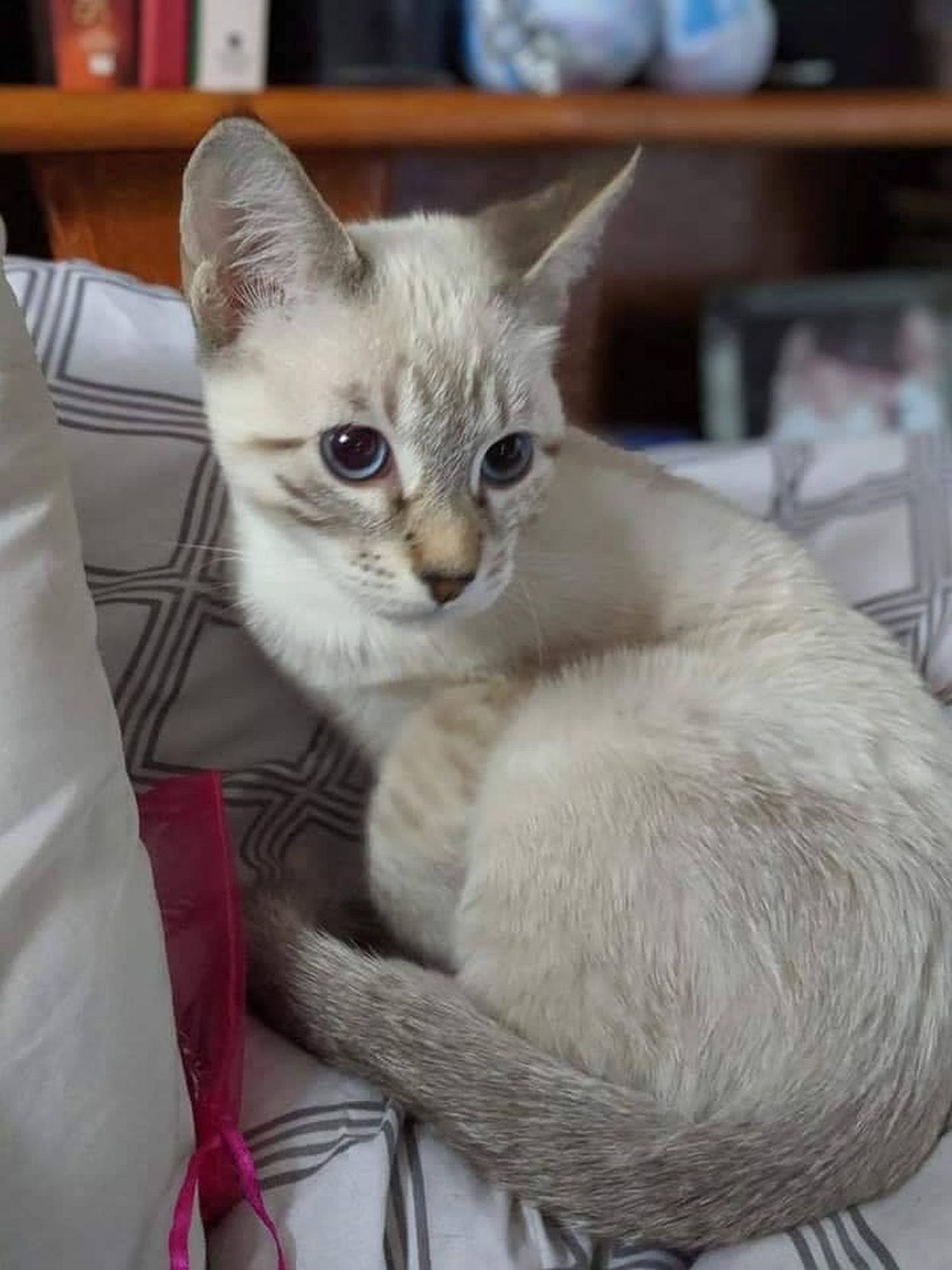 Adopt a Pet | Shorty